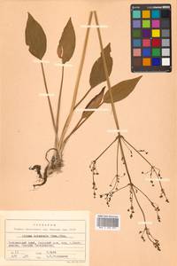 Alisma plantago-aquatica L., Siberia, Russian Far East (S6) (Russia)