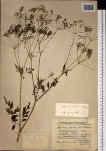 Anthriscus sylvestris subsp. sylvestris, Siberia, Russian Far East (S6) (Russia)