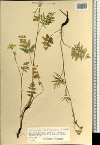 Pimpinella thellungiana H. Wolff, Mongolia (MONG) (Mongolia)