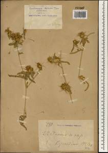 Centaurea iberica Trevis. ex Spreng., South Asia, South Asia (Asia outside ex-Soviet states and Mongolia) (ASIA) (China)