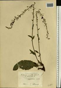 Verbascum chaixii subsp. orientale (M. Bieb.) Hayek, Eastern Europe, North Ukrainian region (E11) (Ukraine)