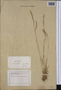 Gaudinia fragilis (L.) P.Beauv., Western Europe (EUR) (France)