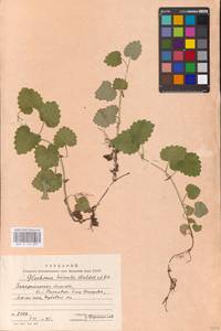 MHA 0 155 831, Glechoma hederacea L., Eastern Europe, West Ukrainian region (E13) (Ukraine)