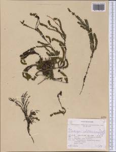 Harrimanella stelleriana (Pall.) Coville, America (AMER) (United States)
