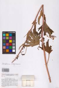 Delphinium dictyocarpum DC., Eastern Europe, Lower Volga region (E9) (Russia)