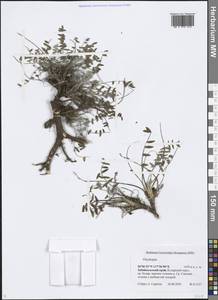 Oxytropis, Siberia, Baikal & Transbaikal region (S4) (Russia)