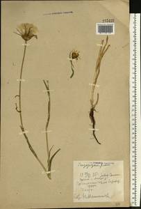 Tragopogon pratensis L., Eastern Europe, Eastern region (E10) (Russia)