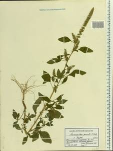 Amaranthus powellii S. Watson, Eastern Europe, Central forest-and-steppe region (E6) (Russia)