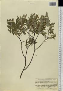 Salix rosmarinifolia L., Siberia, Baikal & Transbaikal region (S4) (Russia)