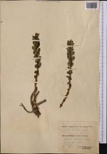 Rhodiola kirilowii (Regel) Maxim., Middle Asia, Pamir & Pamiro-Alai (M2) (Tajikistan)