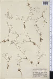 Eriogonum spergulinum A. Gray, America (AMER) (United States)