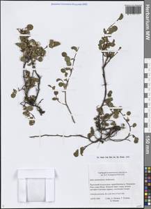 Salix nummularia Andersson, Siberia, Chukotka & Kamchatka (S7) (Russia)