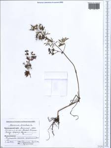 Geranium dissectum L., Caucasus, Krasnodar Krai & Adygea (K1a) (Russia)