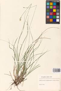 Carex brunnescens (Pers.) Poir., Eastern Europe (no precise locality) (E0) (Russia)