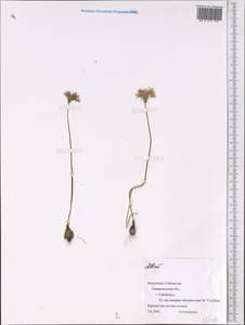 Allium, Middle Asia, Pamir & Pamiro-Alai (M2) (Uzbekistan)