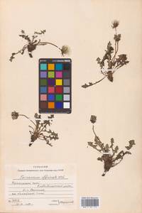Taraxacum officinale Weber ex F.H.Wigg., Siberia, Russian Far East (S6) (Russia)