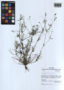 Spergula arvensis L., Siberia, Altai & Sayany Mountains (S2) (Russia)