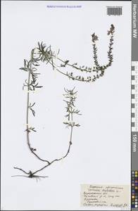 Veronica austriaca L., Eastern Europe, Central forest-and-steppe region (E6) (Russia)