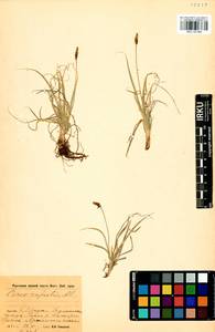 Carex rupestris All., Siberia, Baikal & Transbaikal region (S4) (Russia)