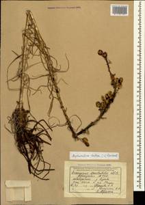 Asphodeline lutea (L.) Rchb., Caucasus, Abkhazia (K4a) (Abkhazia)