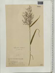 Agrostis capillaris L., Eastern Europe, Volga-Kama region (E7) (Russia)