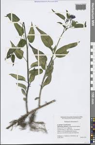 Solanum dulcamara L., Eastern Europe, Central forest-and-steppe region (E6) (Russia)