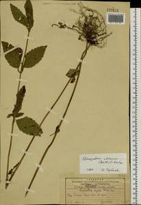 Clinopodium chinense (Benth.) Kuntze, Siberia, Russian Far East (S6) (Russia)