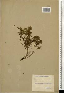 Thymus sipyleus Boiss., Caucasus, Georgia (K4) (Georgia)