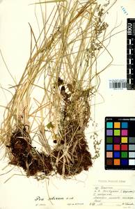 Poa sibirica Roshev., Siberia, Baikal & Transbaikal region (S4) (Russia)