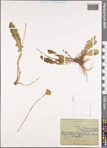Leontodon hispidus L., Caucasus, North Ossetia, Ingushetia & Chechnya (K1c) (Russia)