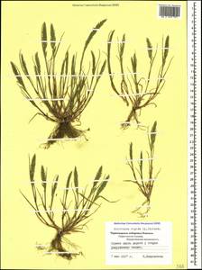 Catapodium rigidum (L.) C.E.Hubb., Caucasus, Black Sea Shore (from Novorossiysk to Adler) (K3) (Russia)