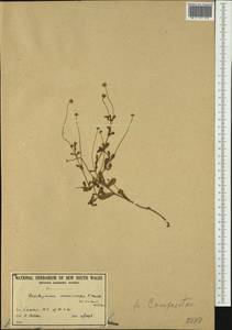 Brachyscome microcarpa F. Muell., Australia & Oceania (AUSTR) (Australia)