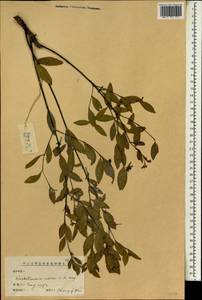 Wikstroemia indica (L.) C. A. Mey., South Asia, South Asia (Asia outside ex-Soviet states and Mongolia) (ASIA) (China)