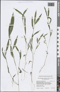 Microstegium vimineum (Trin.) A.Camus, Siberia, Russian Far East (S6) (Russia)