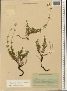 Asperula prostrata (Adams) K.Koch, Caucasus, Stavropol Krai, Karachay-Cherkessia & Kabardino-Balkaria (K1b) (Russia)