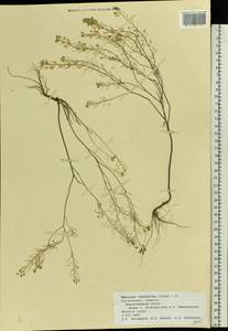 Meniocus linifolius (Stephan ex Willd.) DC., Eastern Europe, Central forest-and-steppe region (E6) (Russia)