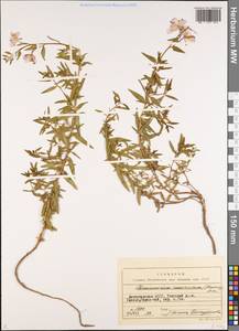 Chamaenerion colchicum (Albov) Steinb., Caucasus, Dagestan (K2) (Russia)