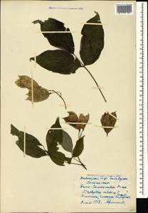 Staphylea colchica Stev., Caucasus, Black Sea Shore (from Novorossiysk to Adler) (K3) (Russia)