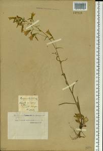Campanula sibirica L., Siberia, Western Siberia (S1) (Russia)