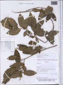 Ficus pertusa L. fil., America (AMER) (Paraguay)