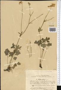 Aquilegia lactiflora Kar. & Kir., Middle Asia, Western Tian Shan & Karatau (M3) (Uzbekistan)