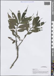Elatostema platyphyllum Wedd., South Asia, South Asia (Asia outside ex-Soviet states and Mongolia) (ASIA) (Vietnam)