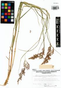 Calamagrostis purpurea (Trin.) Trin., Siberia, Baikal & Transbaikal region (S4) (Russia)