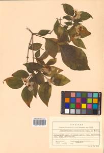 Philadelphus tenuifolius Rupr. & Maxim., Siberia, Russian Far East (S6) (Russia)