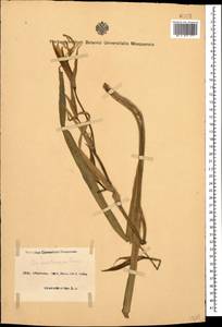 Iris spuria subsp. musulmanica (Fomin) Takht., Caucasus, Azerbaijan (K6) (Azerbaijan)