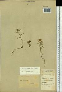 Heteropappus altaicus (Willd.) Novopokr., Siberia, Baikal & Transbaikal region (S4) (Russia)