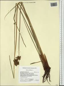 Juncus effusus L., Western Europe (EUR) (Bulgaria)