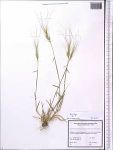 Aegilops, Middle Asia, Pamir & Pamiro-Alai (M2) (Uzbekistan)