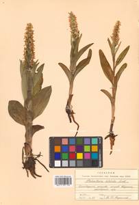 Platanthera dilatata (Pursh) Lindl. ex L.C.Beck, Siberia, Chukotka & Kamchatka (S7) (Russia)
