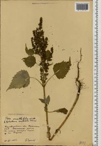 Cyclachaena xanthiifolia (Nutt.) Fresen., Eastern Europe, South Ukrainian region (E12) (Ukraine)